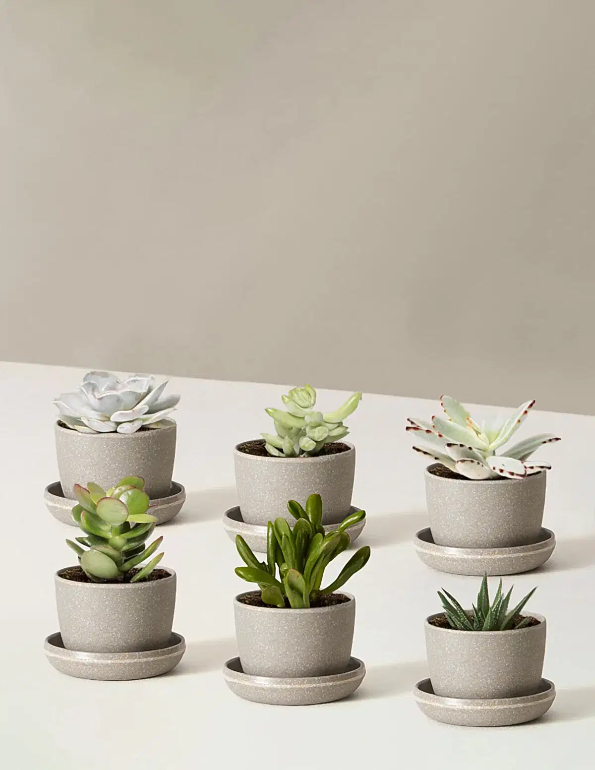 Succulent Assortment