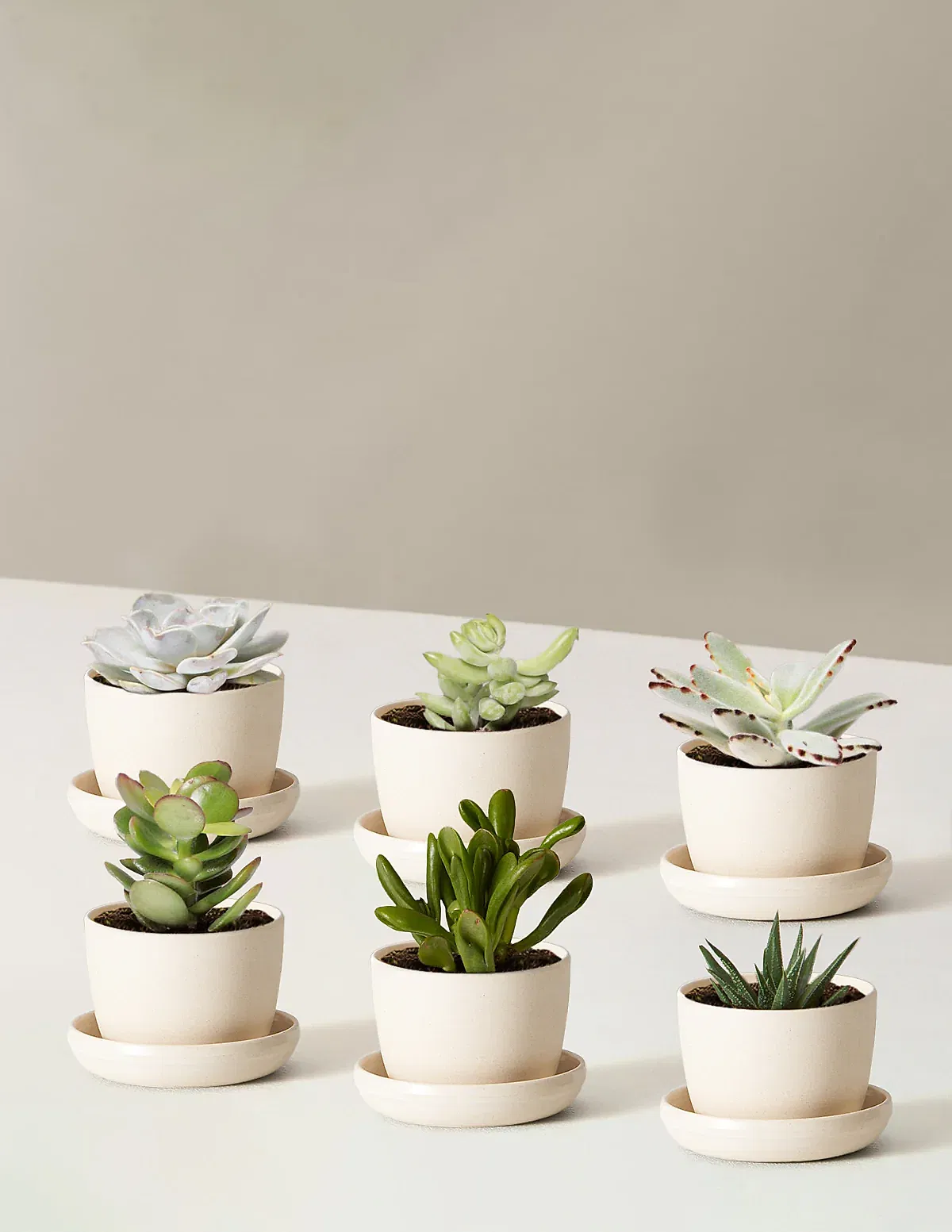 Succulent Assortment