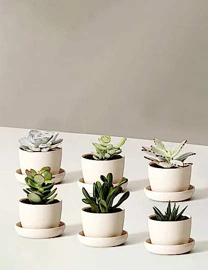 Succulent Assortment