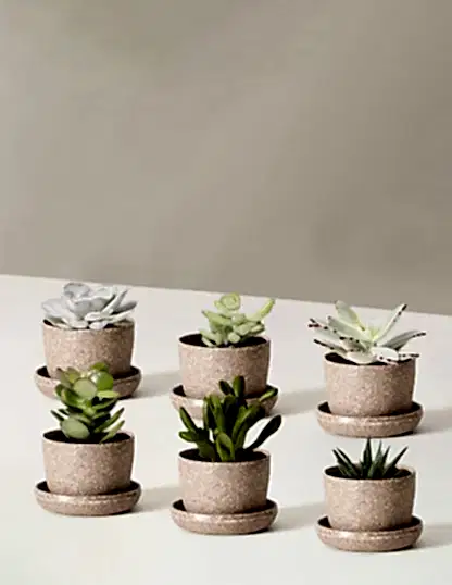 Succulent Assortment