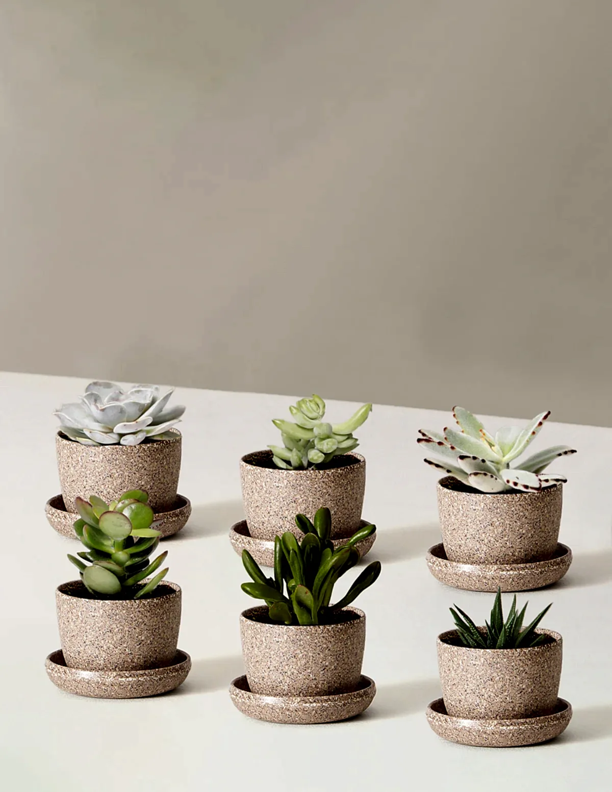 Succulent Assortment