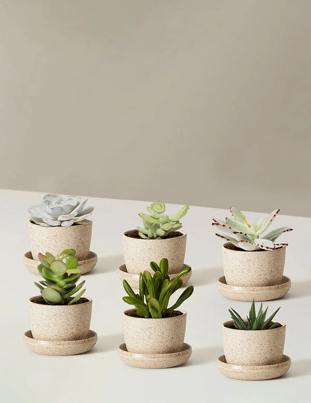 Succulent Assortment