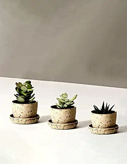 Succulent Assortment