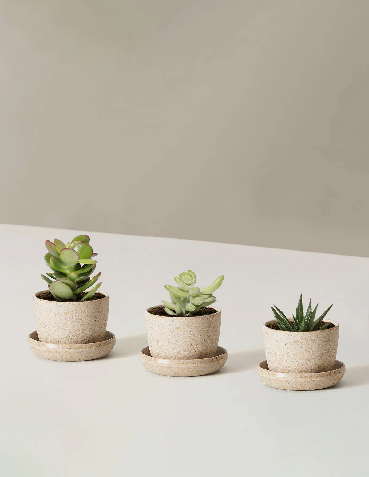 Succulent Assortment
