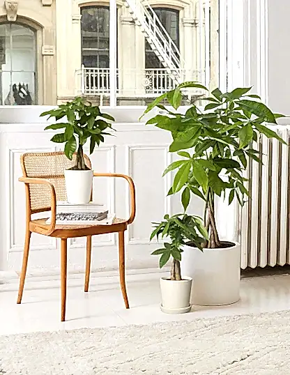 Money Tree Plant