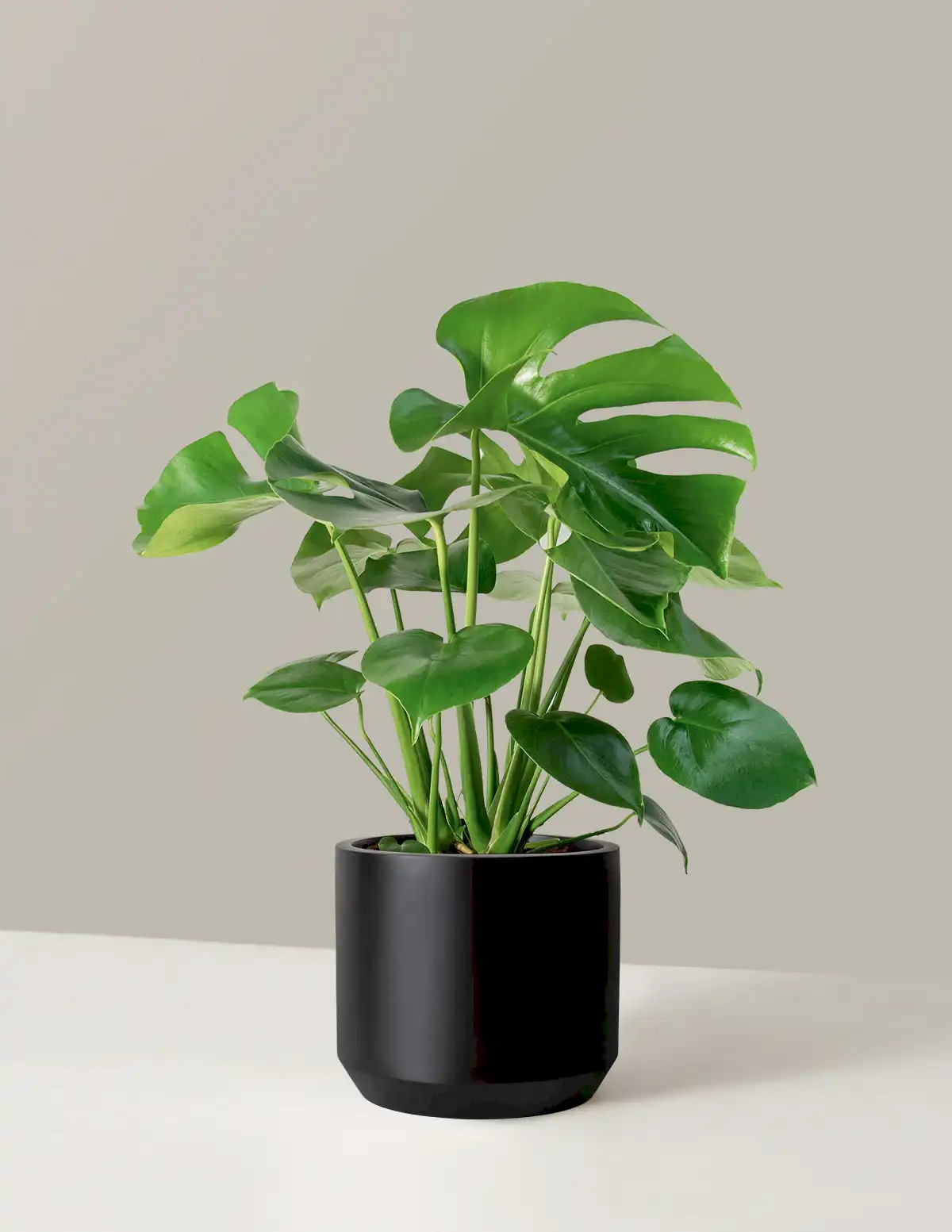 Monstera Deliciosa