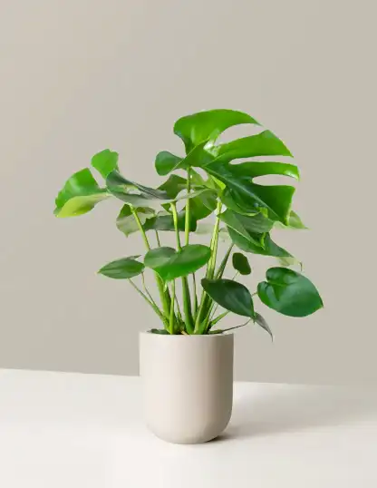 Monstera Deliciosa