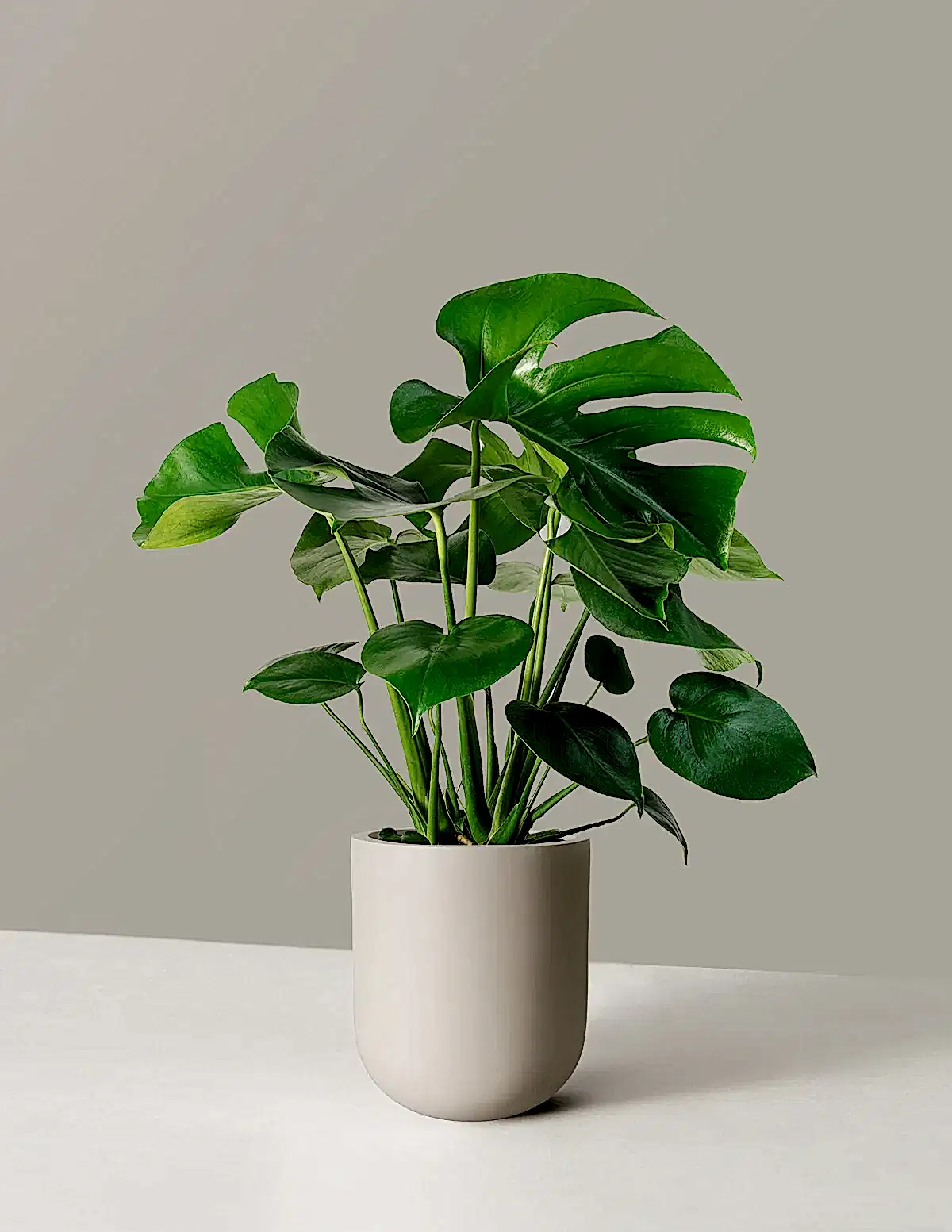 Monstera Deliciosa