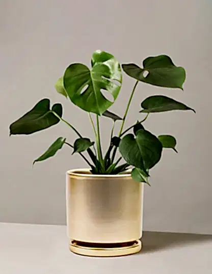 Monstera Deliciosa