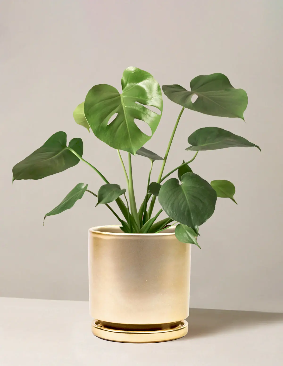 Monstera Deliciosa
