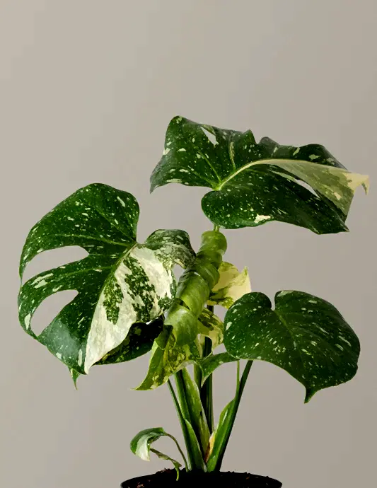 Monstera Thai Constellation