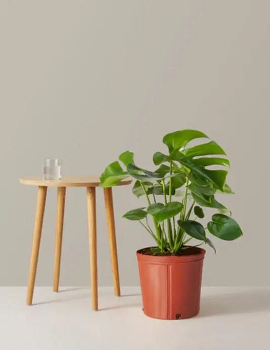 Monstera Deliciosa