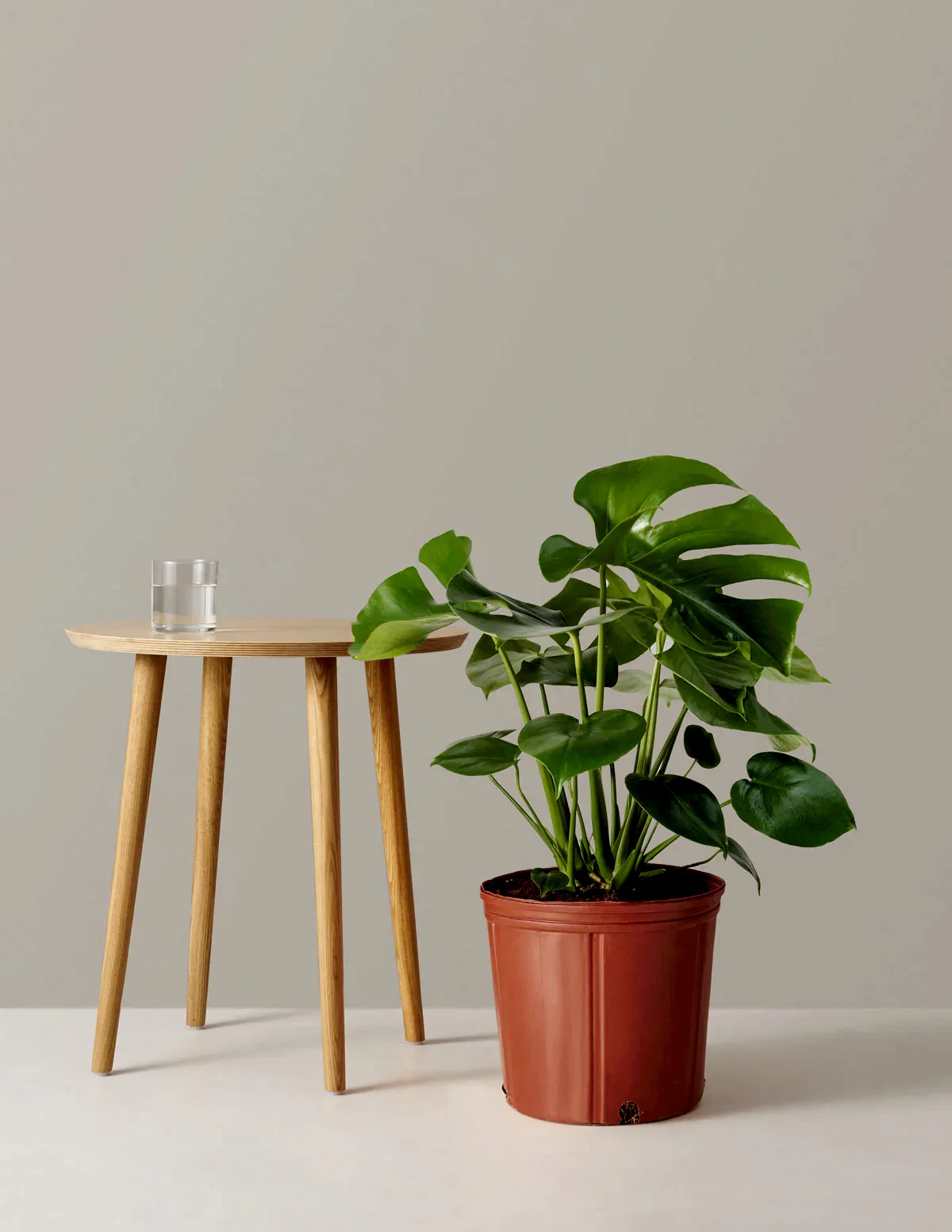 Monstera Deliciosa