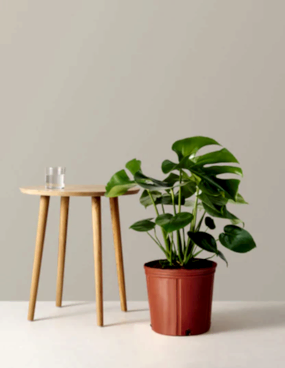 Monstera Deliciosa