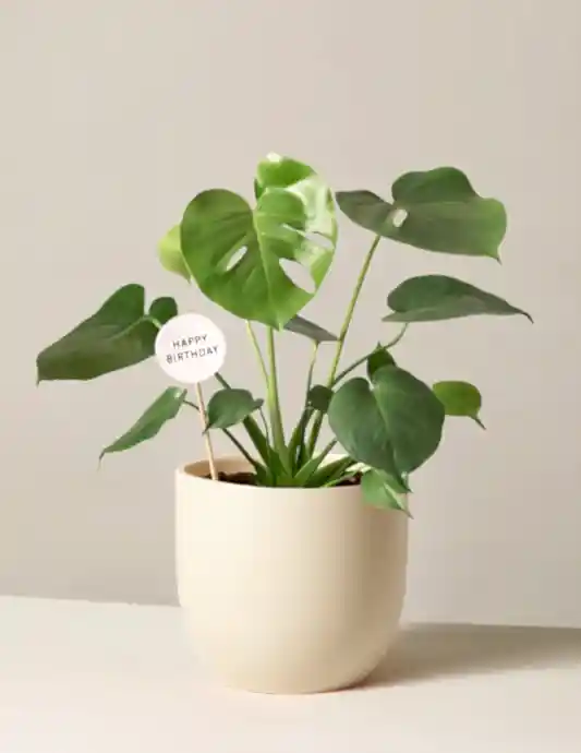 Happy Birthday Monstera Deliciosa