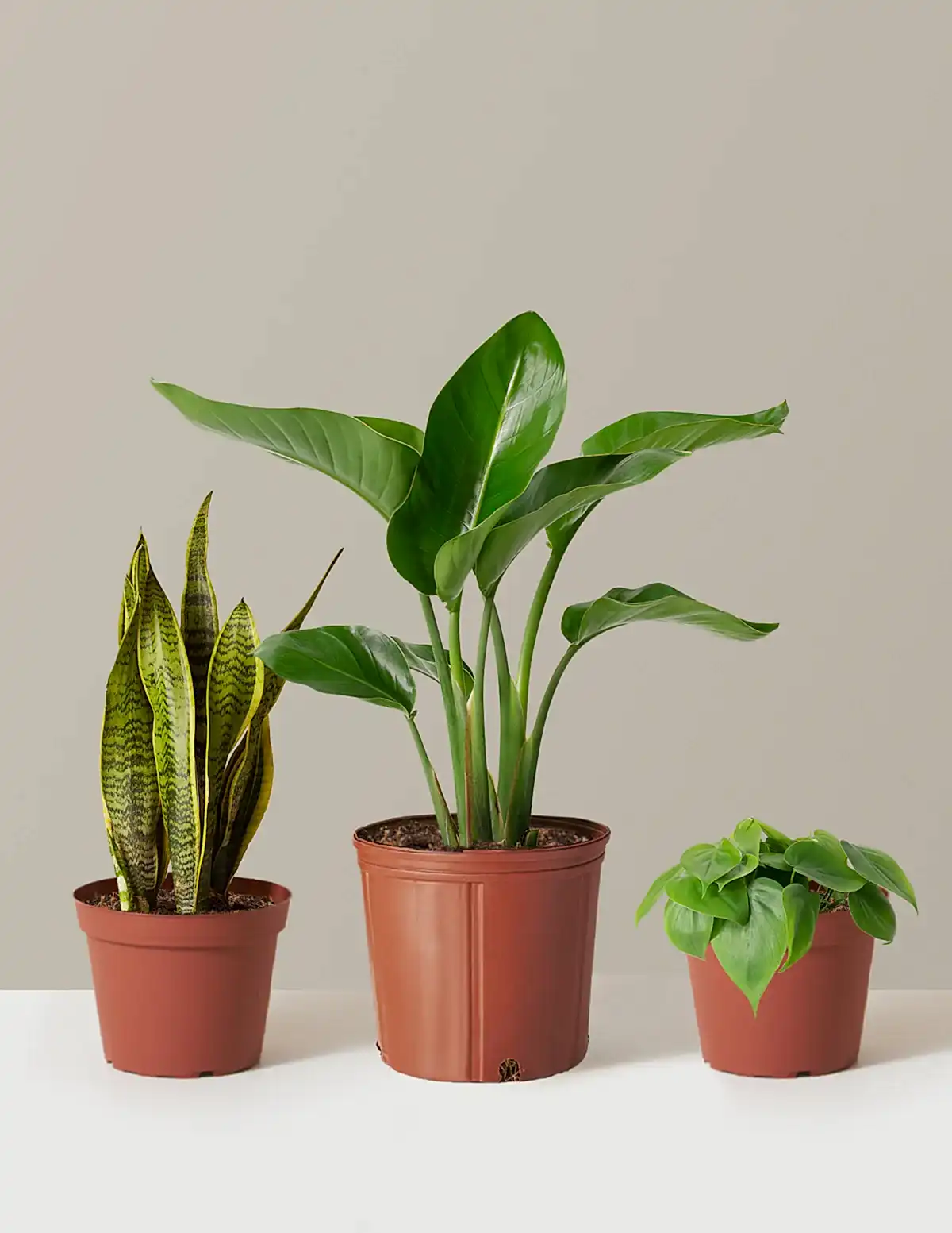 New Digs Plant Trio
