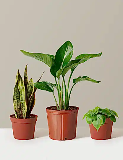 New Digs Plant Trio