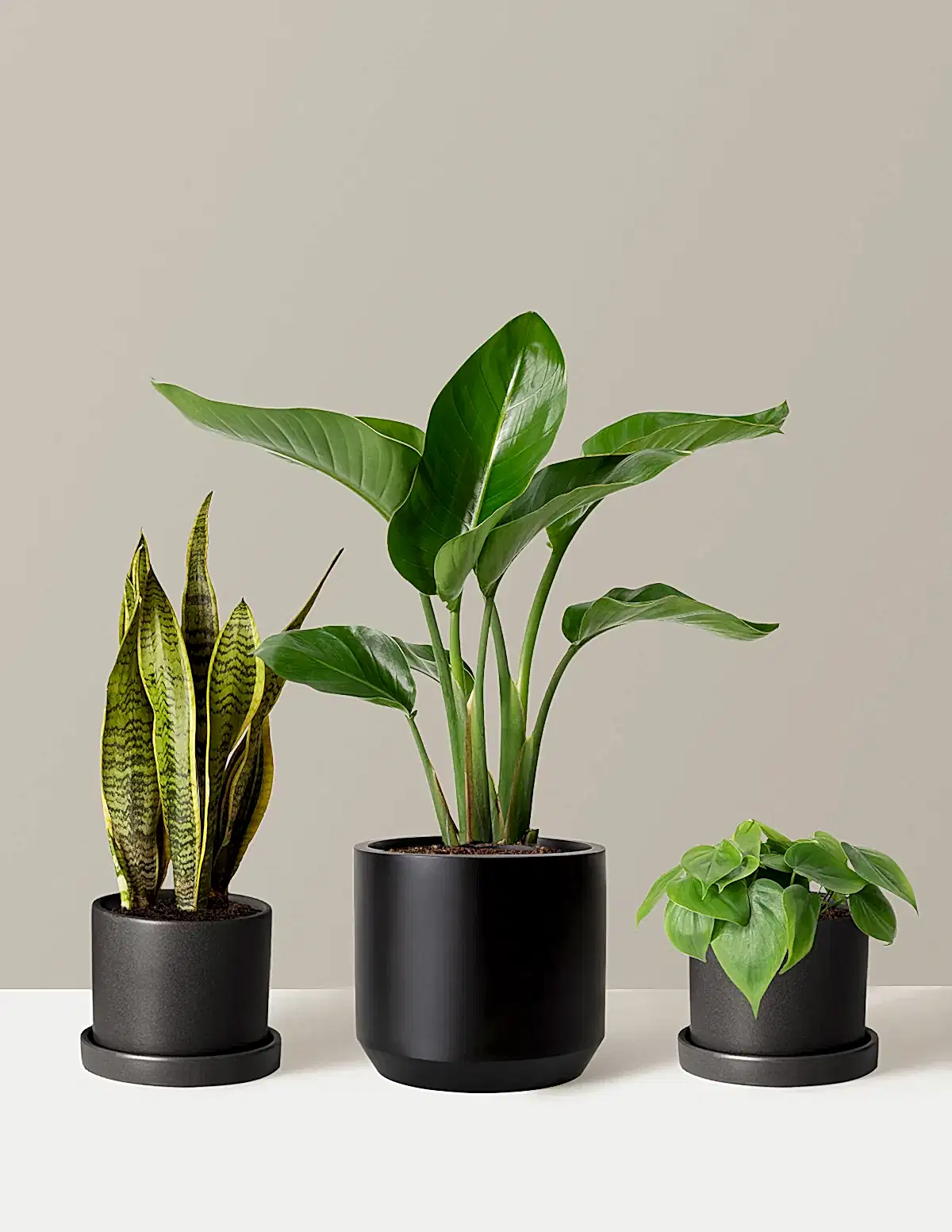 New Digs Plant Trio