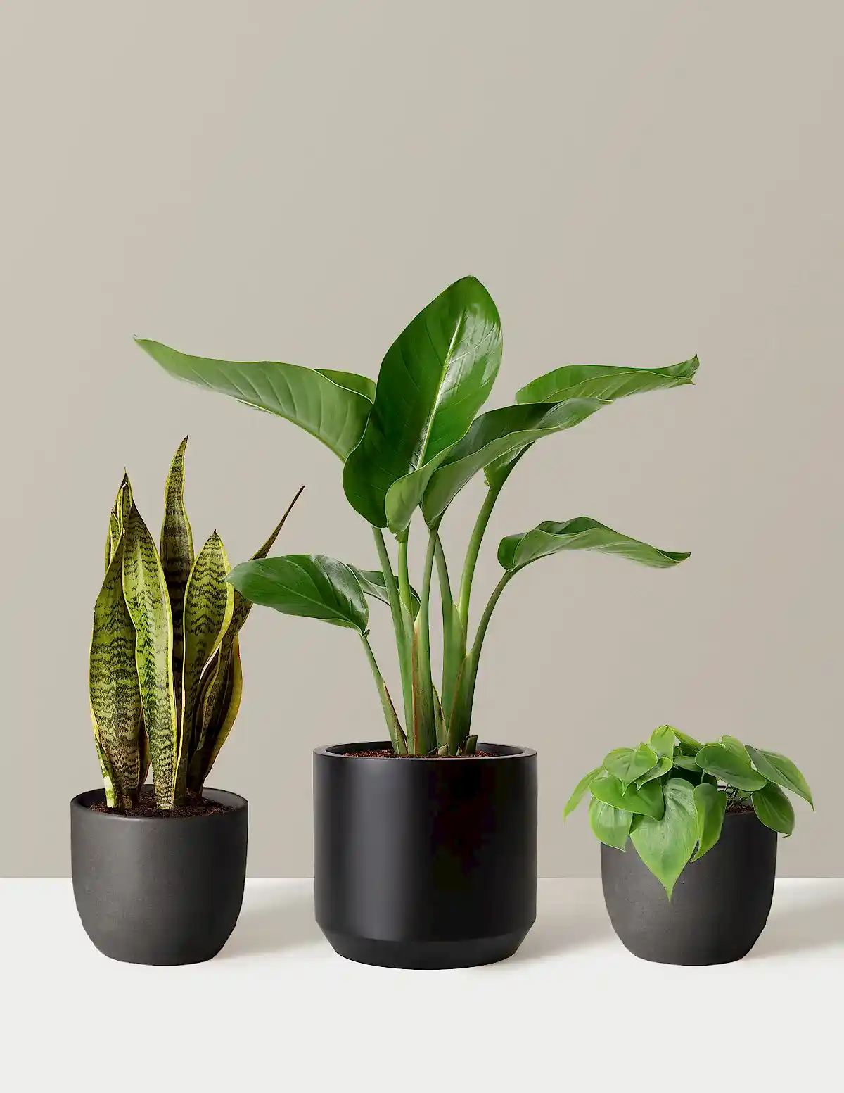 New Digs Plant Trio
