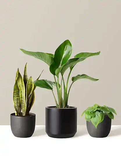 New Digs Plant Trio