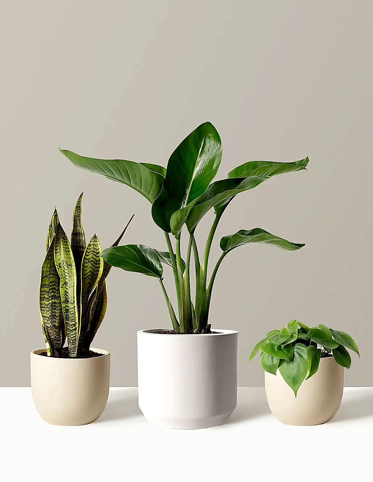 New Digs Plant Trio