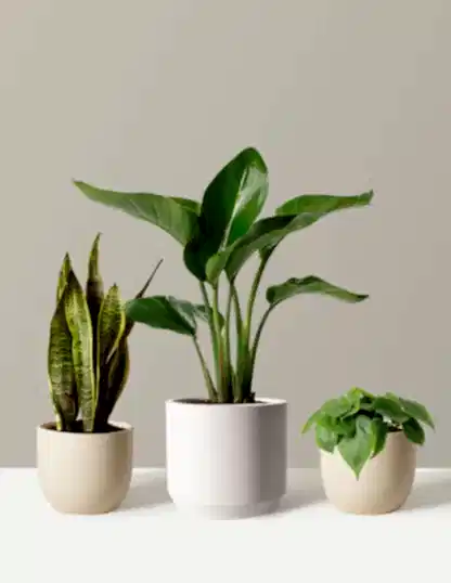 New Digs Plant Trio