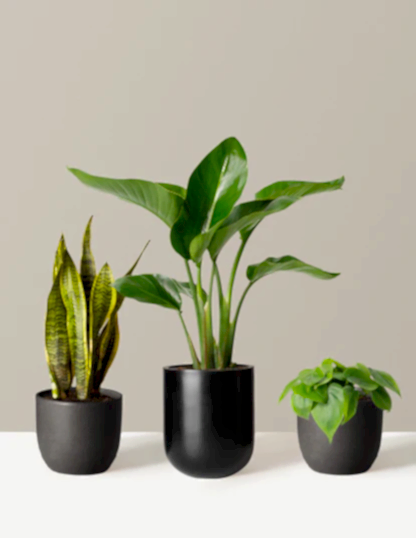 New Digs Plant Trio