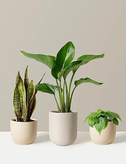 New Digs Plant Trio
