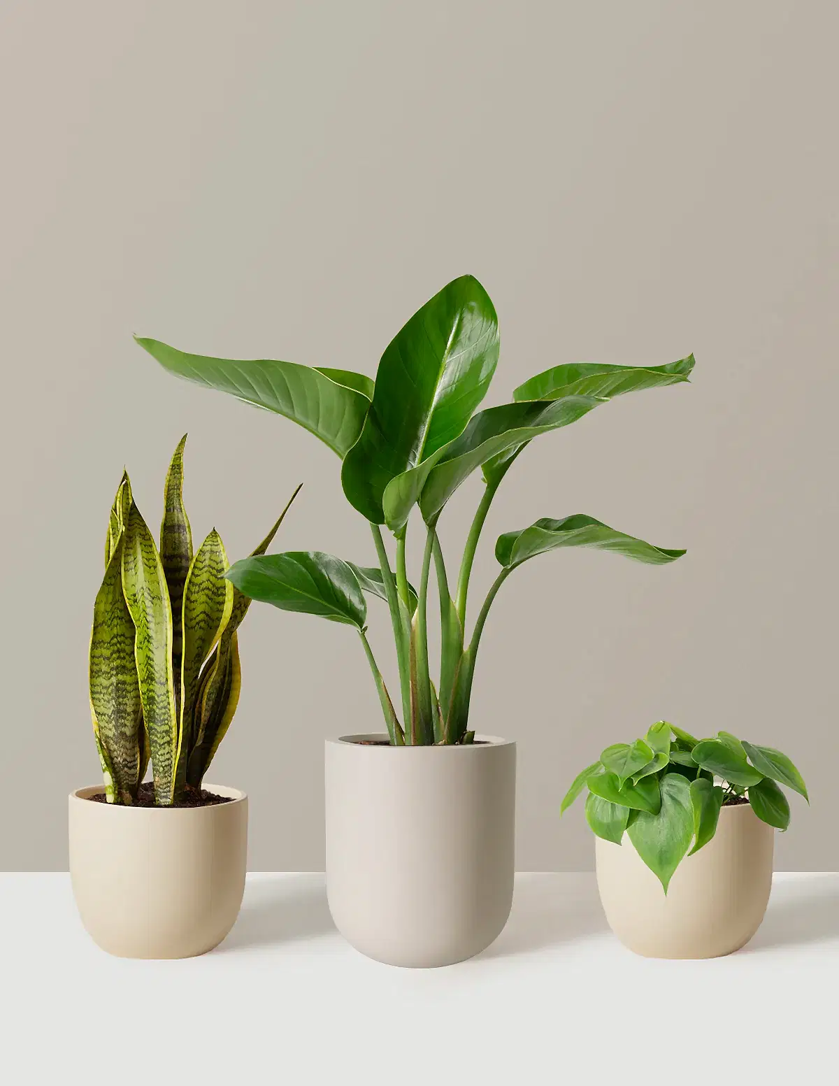 New Digs Plant Trio