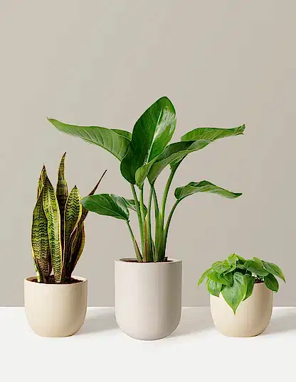 New Digs Plant Trio