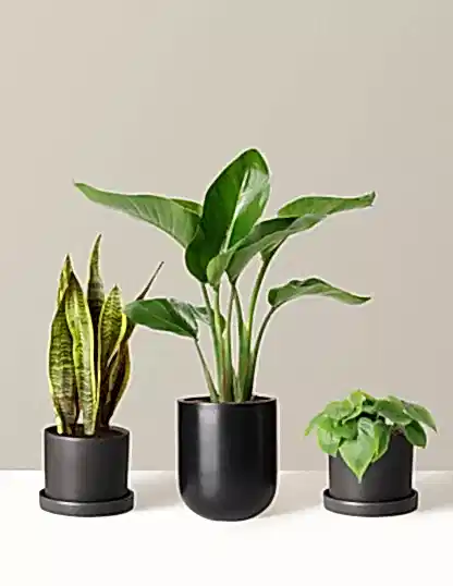 New Digs Plant Trio