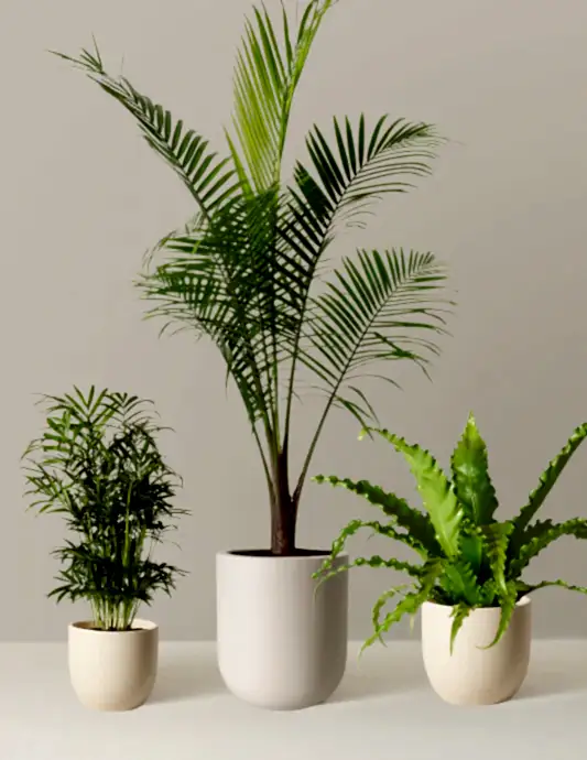 New Digs Pet Friendly Plant Trio