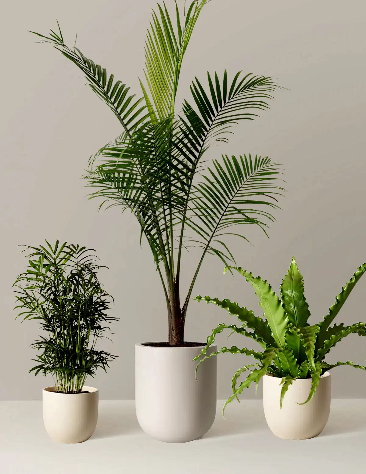New Digs Pet Friendly Plant Trio