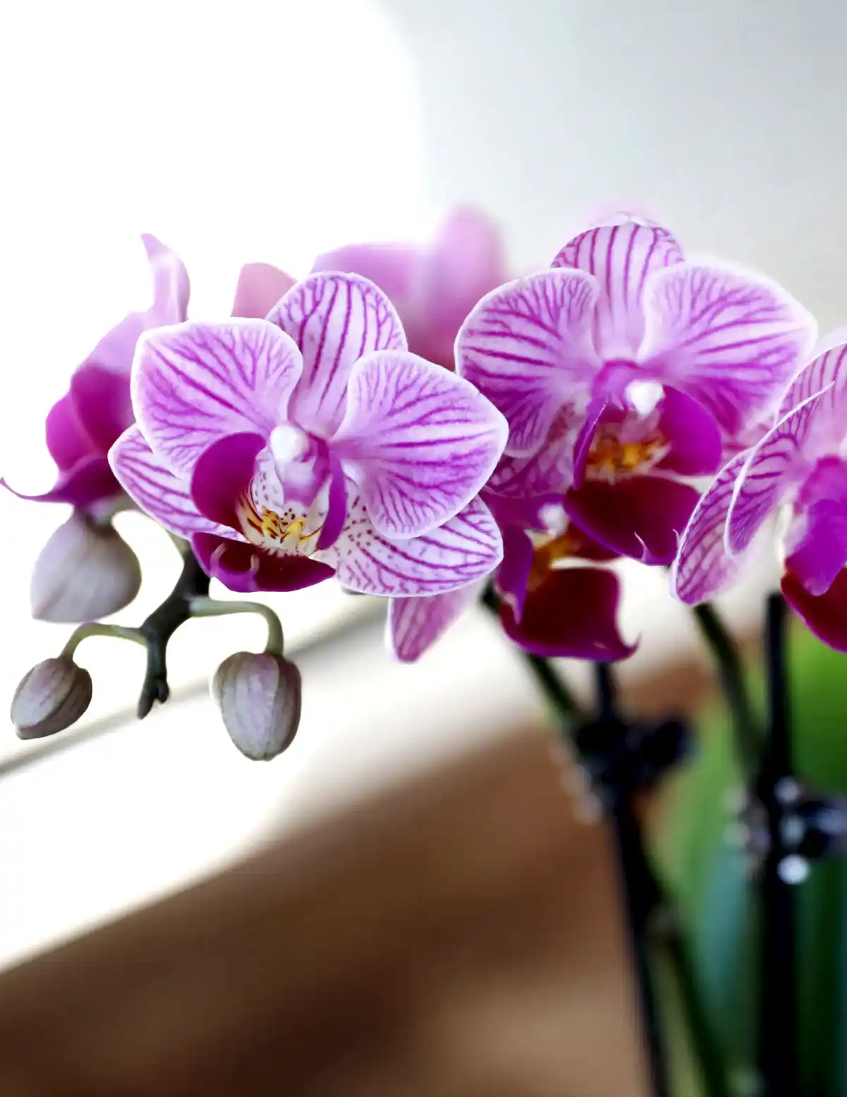 Orchid Party Pack, Set of 20