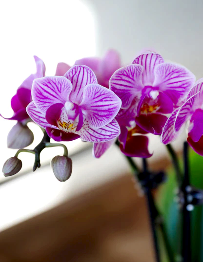 Orchid Party Pack, Set of 20
