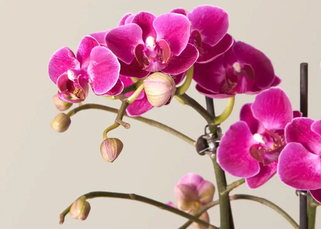 Dark Purple Orchid