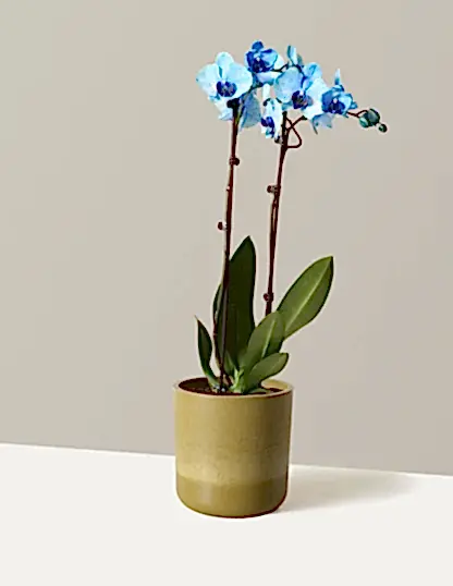 Blue Watercolor Orchid