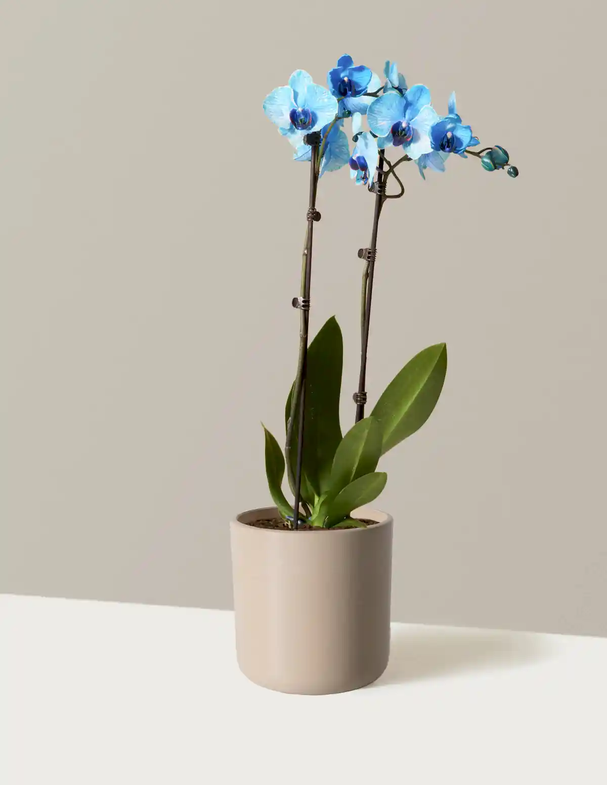 Blue Watercolor Orchid