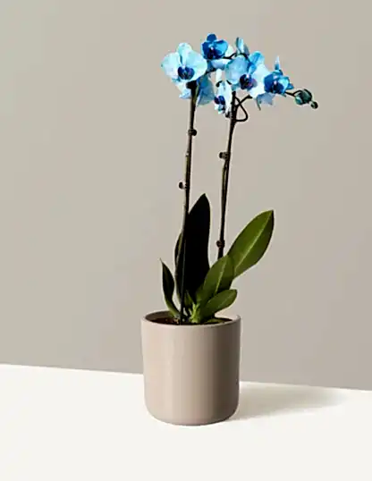 Blue Watercolor Orchid