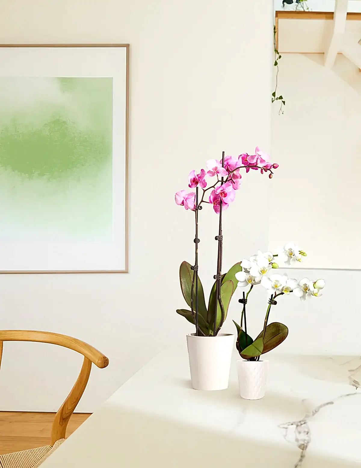 Mini Orchid