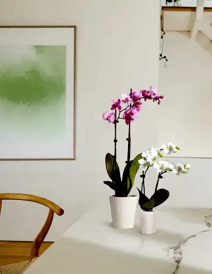 Mini Orchid