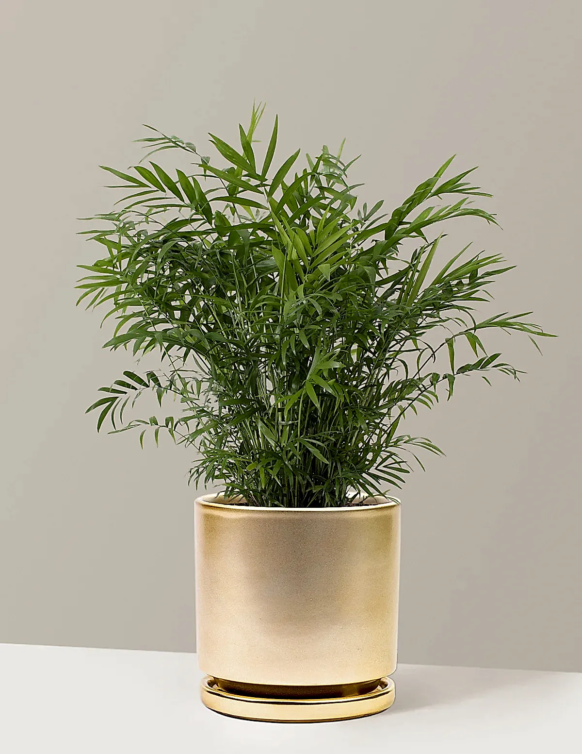 Parlor Palm