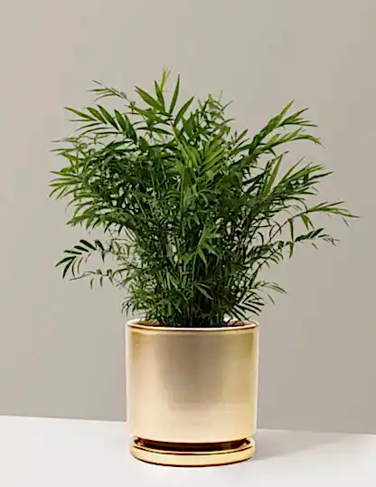 Parlor Palm