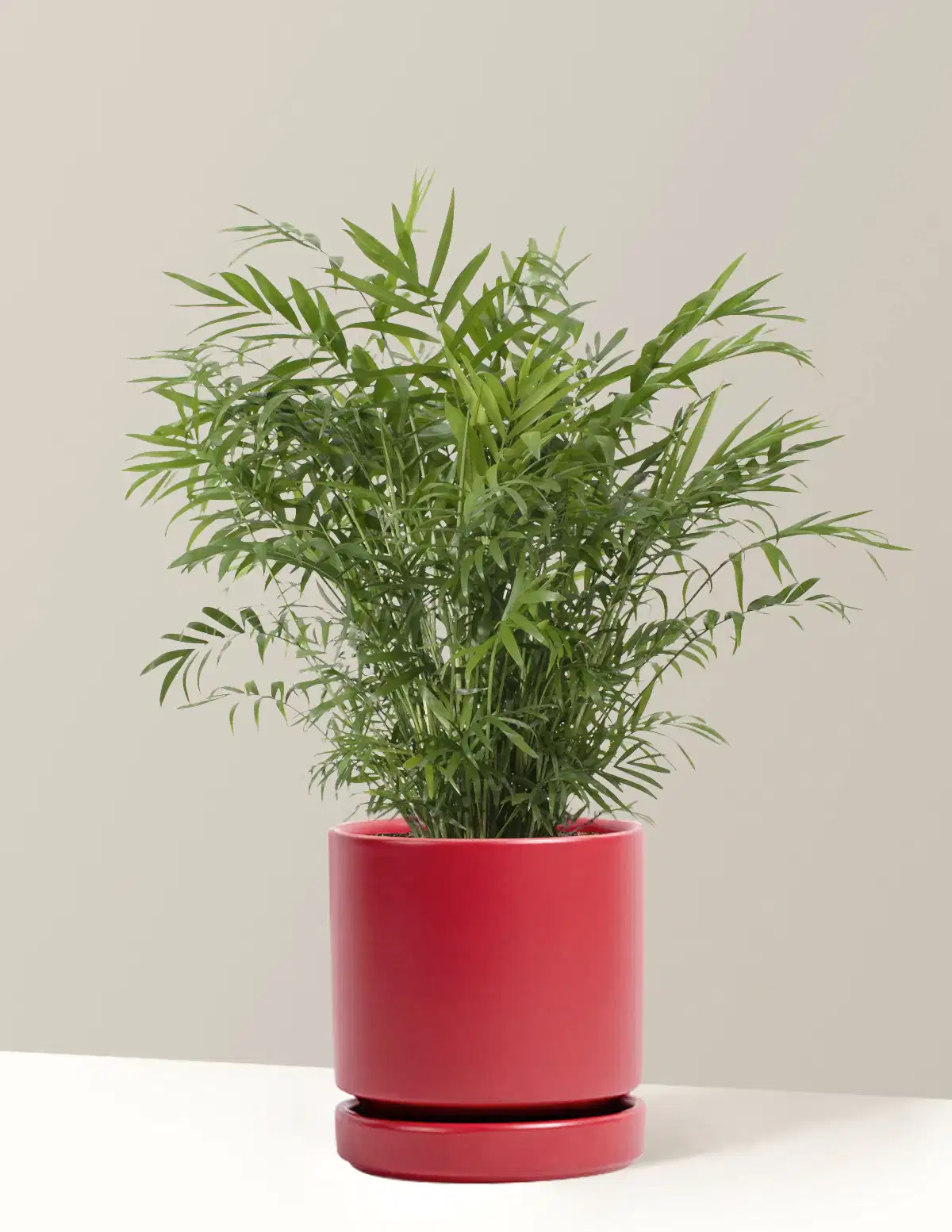 Parlor Palm