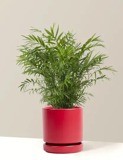 Parlor Palm