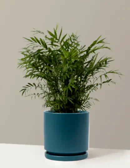 Parlor Palm