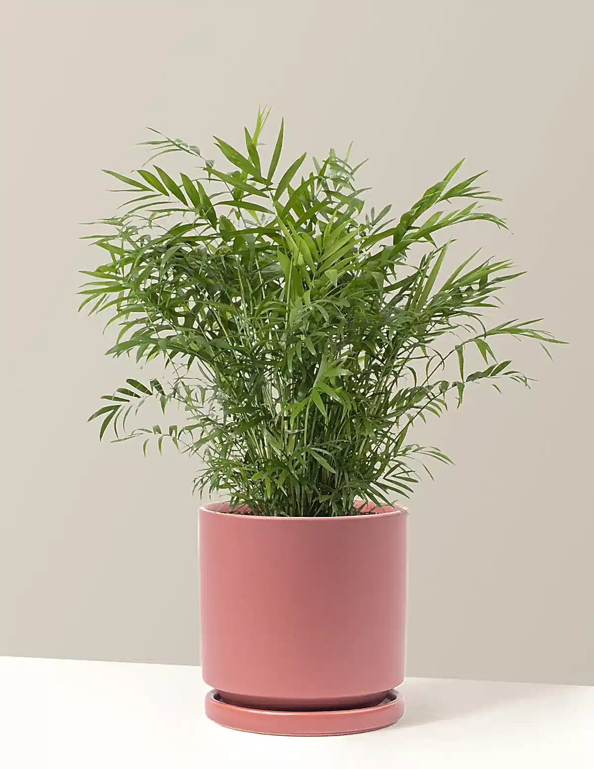 Parlor Palm