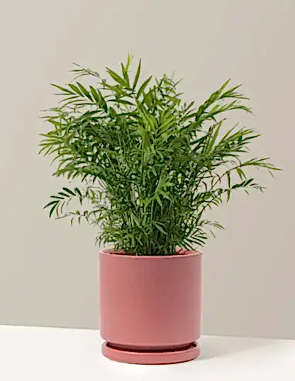 Parlor Palm