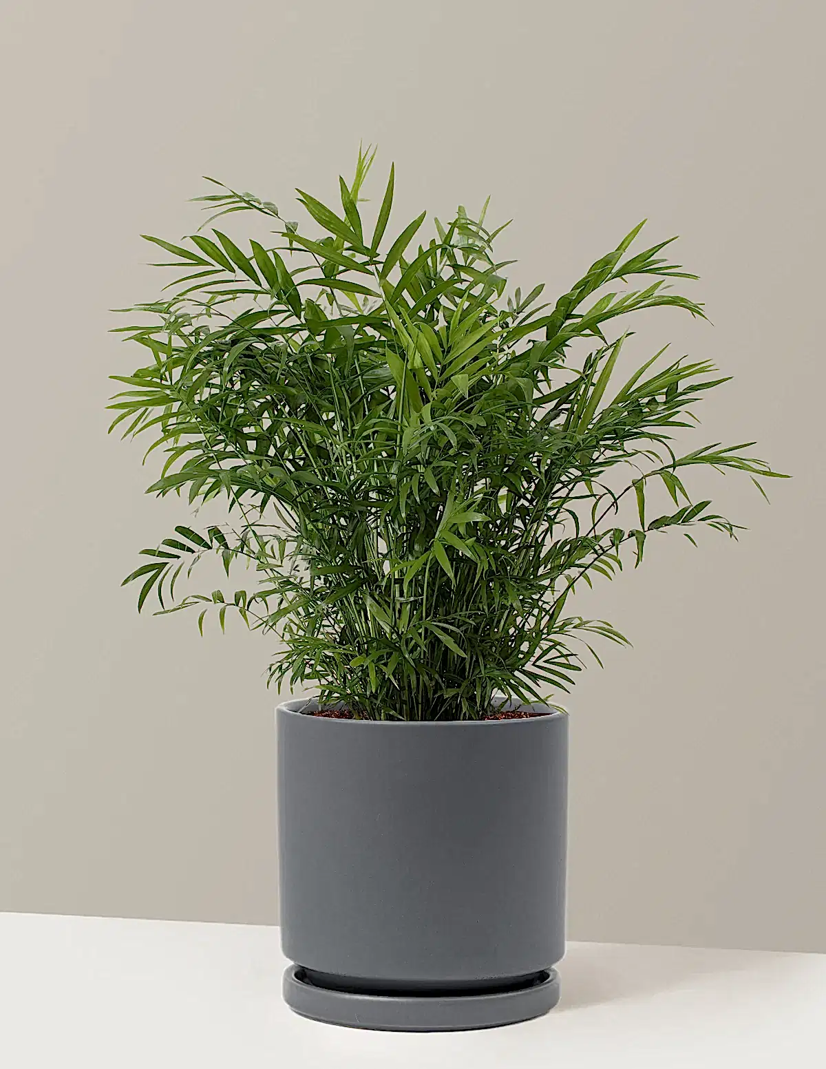 Parlor Palm