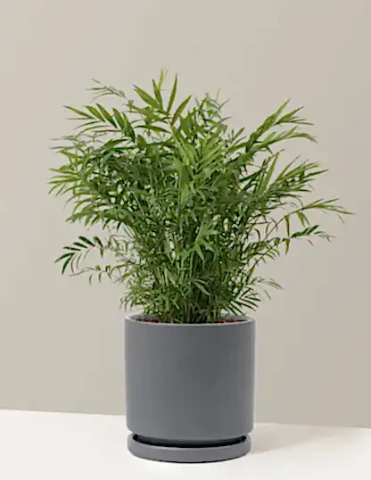 Parlor Palm